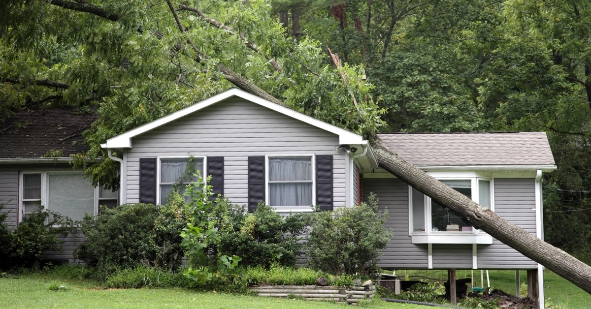 tree on house